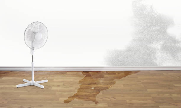 Best Water damage contractors near me  in Stockton, MO
